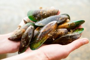 Grünlippmuscheln frisch serviert Grünlippmuscheln in der Hand