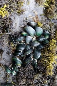 Grünlippmuscheln